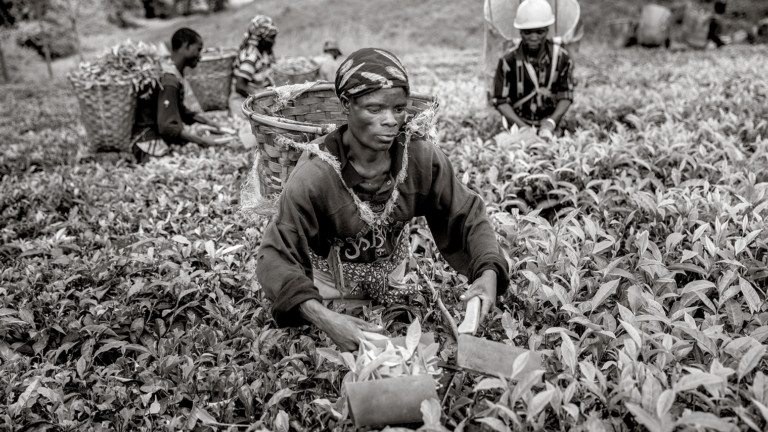 Tea Industry